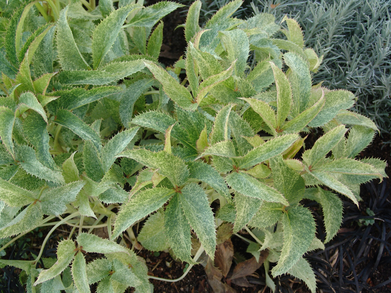 DSC00351