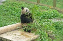Chongqing24