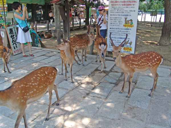Japan081