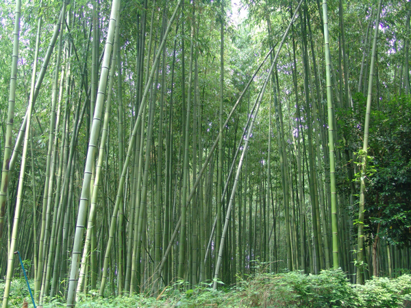 Japan092