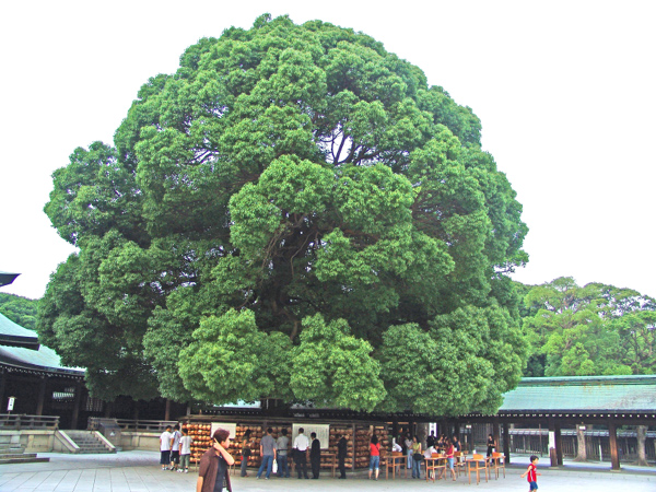 Japan116