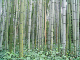 Japan095